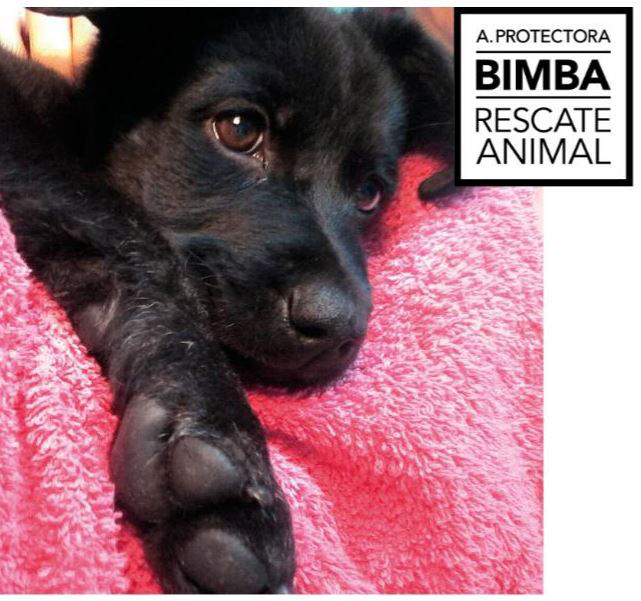 ASOCIACIÓN PROTECTORA BIMBA RESCATE ANIMAL